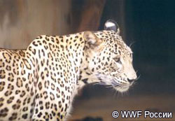 Кавказский леопард (переднеазиатский)