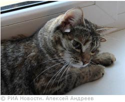 В Воронеже живет пятиухая кошка