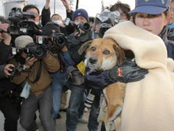 В Японии спасенного пса вернули хозяину