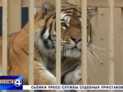 Жительнице Екатеринбурга разрешили оставить у себя амурского тигра 