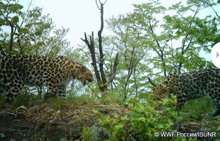 Дальневосточный леопард - уникальный снимок самки с детенышем