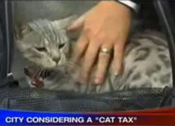 В Сан-Диего собираются ввести налог на кошек для пополнения городского бюджета