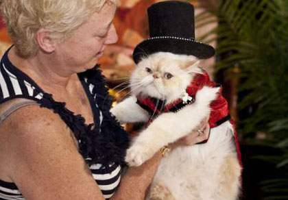 Показ модной одежды для кошек на балу в Algonquin Hotel 