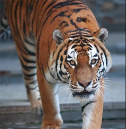 День амурского тигра и дальневосточного леопарда в Екатеринбургском зоопарке