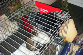  Бездомные кошки и собаки обрели новых хозяев в Бресте