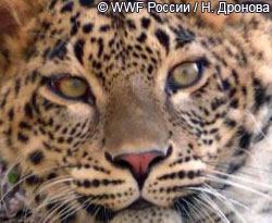 Переднеазиатские леопарды в Сочи, Центр разведения и реабилитации леопардов