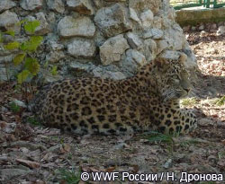 Переднеазиатские леопарды в Сочи, Центр разведения и реабилитации леопардов