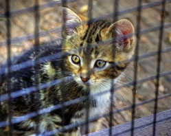 Кошек из тюрьмы расселяют по домам