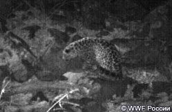 Новый леопард появился в Кедровой Пади