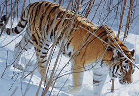 В Приморье построен реабилитационный центр для амурских тигров