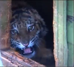 В Москве найден ящик с тигром