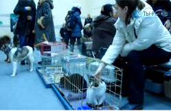 В поисках дома: выставка бездомных животных в Вологде