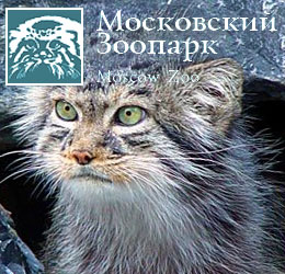 Манулов можно будет увидеть в московском зоопарке