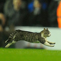 Кот, ставший звезда футбольного матча в Ливерпуле, ищет хозяев