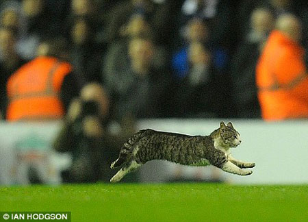 Кот, выбежавший на поле во время футбольного матча в Ливерпуле, ищет хозяев