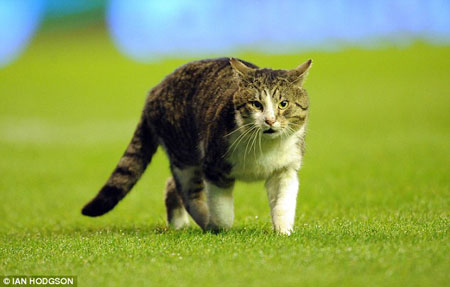 Кот, выбежавший на поле во время футбольного матча в Ливерпуле, ищет хозяев