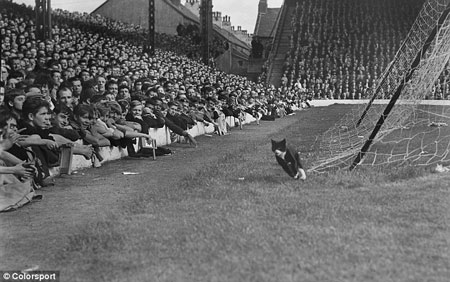 кот,  выбежавший на футбольное поле в 1964 году во время матча Ливерпуль - Арсенал