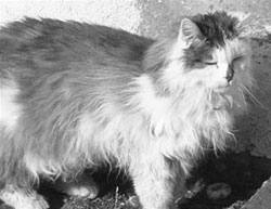 По ошибке ветеринар усыпил самого старого кота Швейцарии