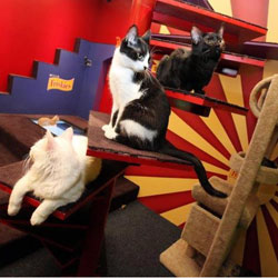 Игровой дом от Friskies – игры с настоящими кошками на Facebook