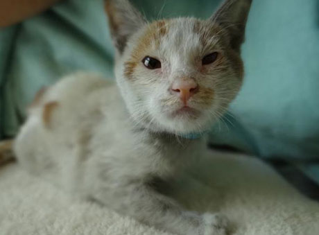 котенок Ни Хао помещен в Калифорнийский приют для животных