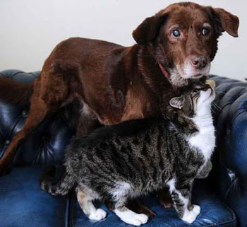 Кошка поводырь помогает собаке. потерявшей зрение