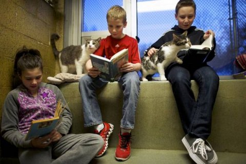 дети читают кошкам книги