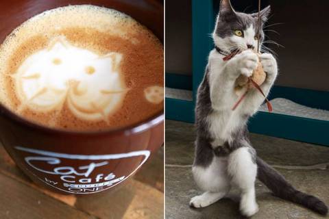 Американское кошачье кафе