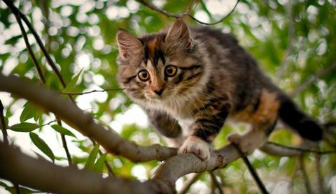 Как кота снимали с дерева вместе с хозяином