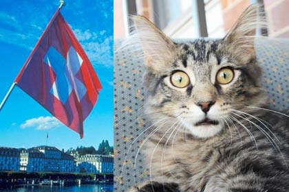 Котовладельцам Цюриха запретят иметь дома более одного животного