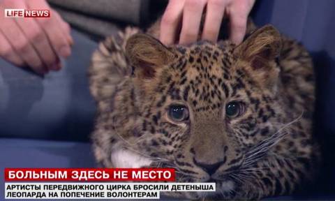 Московская семья взяла на воспитание леопарда, брошенного цирком