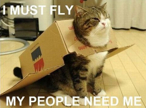 видео про кошек в самолете
