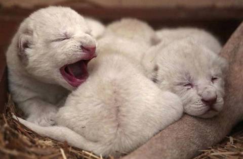 В польском зоопарке родились белые львята