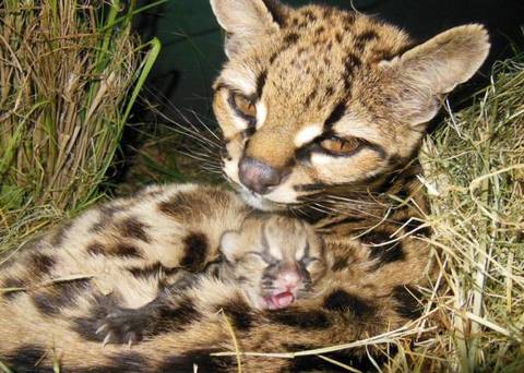 В уругвайском зоопарке появился детеныш дикой кошки маргай