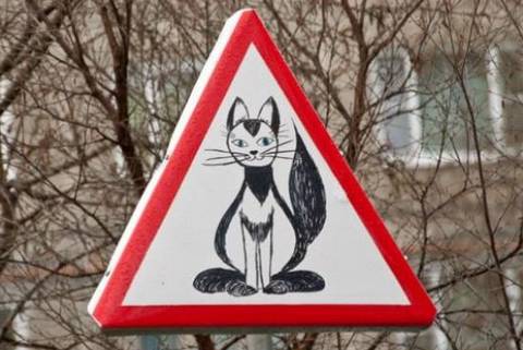 Знак Осторожно, коты! установили во дворе в Мурманске