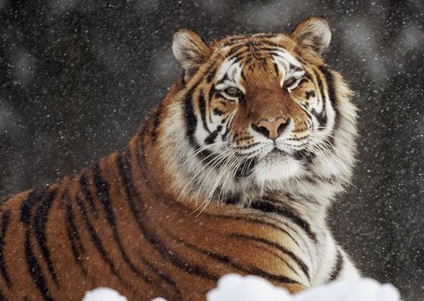 15 фактов о диких и полосатых кошках - тиграх