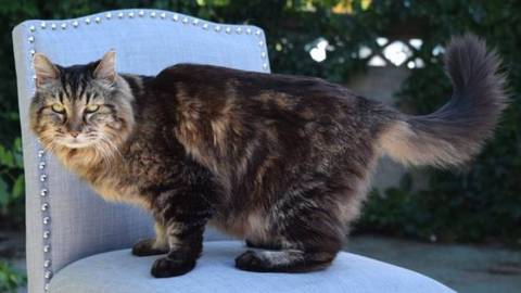 26-летний кот из США перенял эстафету самого старого кота в мире