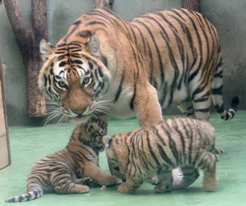 Амурская тигрица принесла потомство в чешском зоопарке