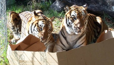 тигры грызут коробку