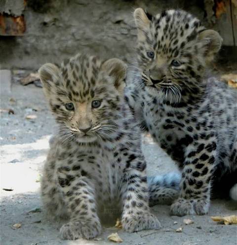 Детеныши дальневосточного леопарда появились на свет в зоопарке Ростова
