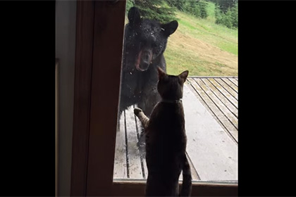 Домашняя кошка прогнала дикого медведя от дверей дома на Аляске