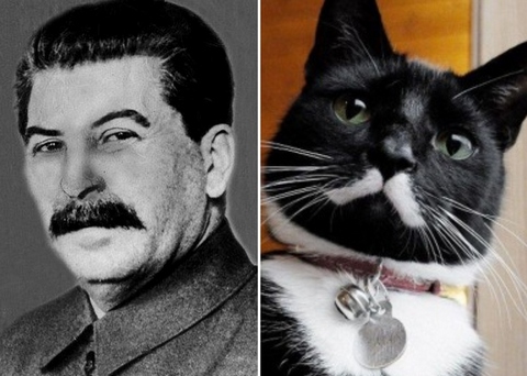кот похож на Сталина