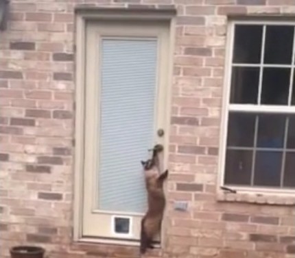 Кот, умеющий самостоятельно открывать дверь