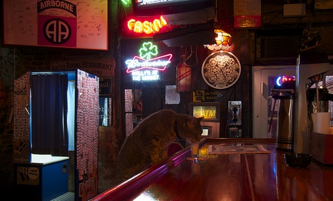 Кот - завсегдатай бара в Новом Орлеане