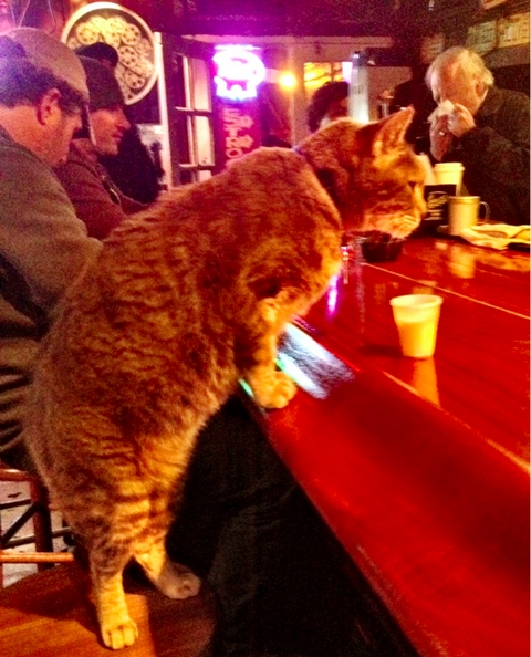кот за барной стойкой