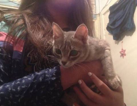 Котенка, которого едва не заклевали вороны, спасли в Екатеринбурге