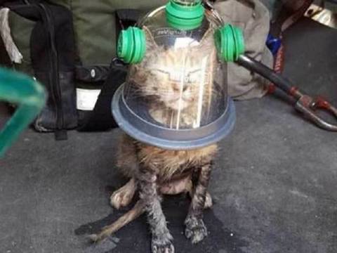 Котенка спасли из пожара с помощью кислородной маски