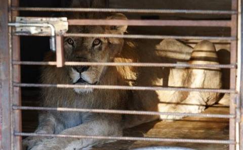 Лев, спасенный из Уссурийского зоопарка, лечится мясной диетой