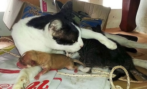 кошка стала мамой для щенка