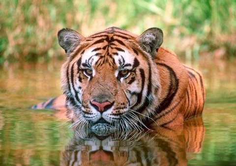 тигр не боится воды