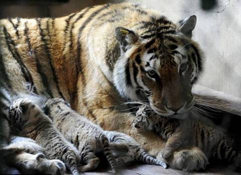 Прибавление в тигрином семействе в китайском заповеднике